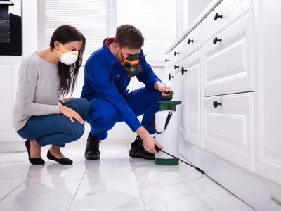 About BHR Canton - bee hive relocation experts in Canton